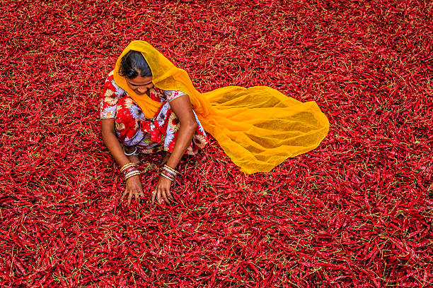 young indian woman sorting red chilli peppers, jodhpur, india - food stock pictures, royalty-free photos & images