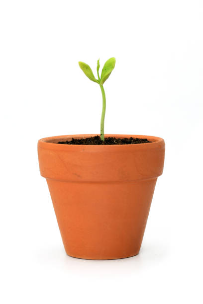 young potted plant against white background - garden decoration stock pictures, royalty-free photos & images