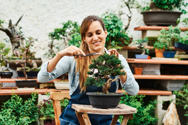 young pretty woman pruning a bonsai tree with a scissors in a garden nursery. - garden decoration stock-fotos und bilder