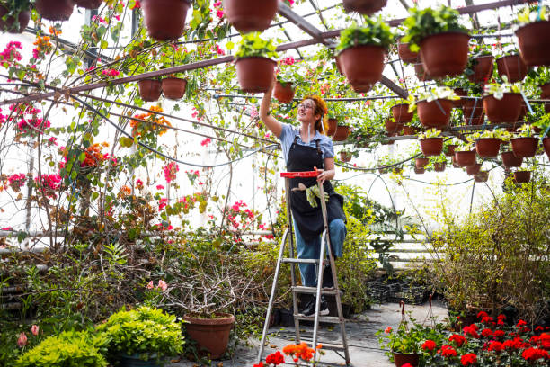young redhead woman on a ladder in greenhouse taking care of a plants - garden decoration stock pictures, royalty-free photos & images