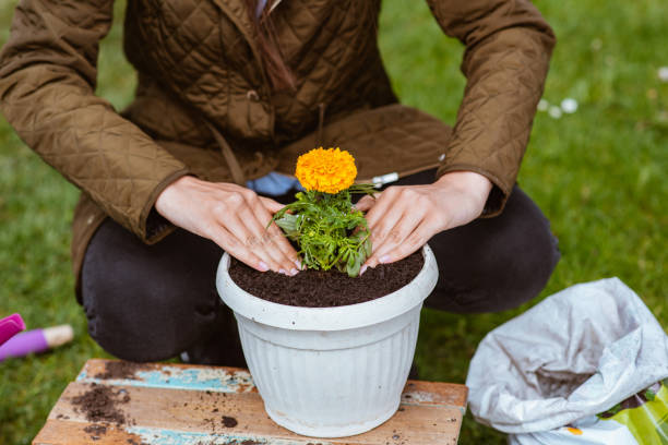 young woman enjoys planting flowers in a pot - garden decoration stock pictures, royalty-free photos & images