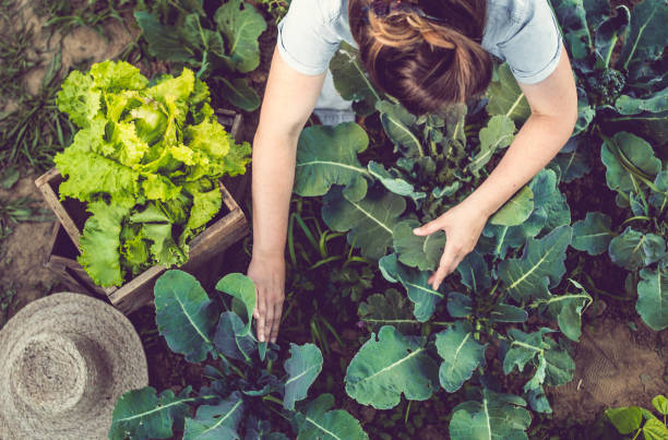 young woman harvesting home grown lettuce - food stock pictures, royalty-free photos & images