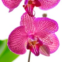 a beautiful branch of orchid flowers in color of the year 2023 viva magenta purple red. - garden decoration stock pictures, royalty-free photos & images