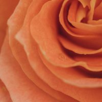 a beautiful bud of a garden rose photographed close-up - garden decoration stock pictures, royalty-free photos & images