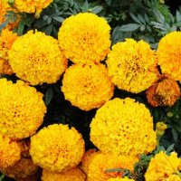 a big cluster of large, majestic bright yellow marigold flowers in full bloom. tagetes. asteraceae family. - garden decoration stock pictures, royalty-free photos & images