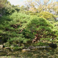 a bonsai tree in a pond in japan - garden decoration stock pictures, royalty-free photos & images