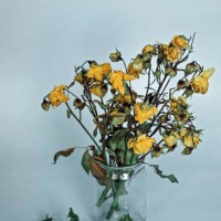 a bouquet of wilted yellow roses in a jar. - home decoration stock pictures, royalty-free photos & images