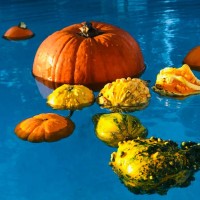 a bright orange pumpkin floats in a blue pool in fall - garden decoration stock pictures, royalty-free photos & images