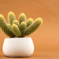 a cactus planted in a white pot - garden decoration stock pictures, royalty-free photos & images
