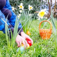 a child collecting easter eggs on a daffodils lawn - garden decoration stock pictures, royalty-free photos & images