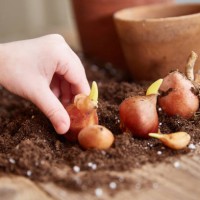 a child's hand takes a tulip bulb. spring time - garden decoration stockfoto's en -beelden