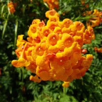 a cluster of orange color bignonia in the light of summer - garden decoration stock pictures, royalty-free photos & images