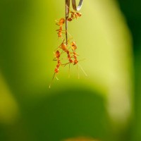 a colony of red ants building a bridge - garden decoration stock pictures, royalty-free photos & images