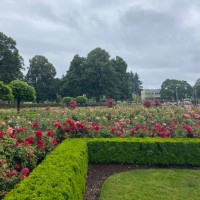 a corner of a manicured bush and rose garden - garden decoration stock pictures, royalty-free photos & images