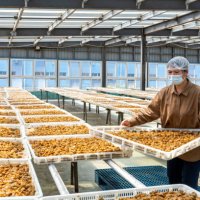 a female worker works in the sun drying room of a food processing factory - food stock pictures, royalty-free photos & images