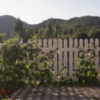 a fence covered with ivy - garden decoration stock pictures, royalty-free photos & images