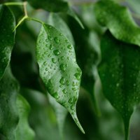 a ficus houseplant, wet from the rain. drops of water or dew on the green leaves of the flower. the concept of gardening, floristry. hydration and care of home plants in pots. spraying with a spray gun, cleaning from dust. th