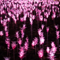 a field of pink flowers with lights on them - garden decoration stock pictures, royalty-free photos & images