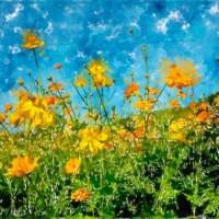 a field of sunshine: watercolor of yellow cosmos flowers - garden decoration stock pictures, royalty-free photos & images