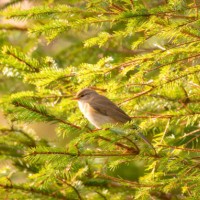 a golden light is hitting the little bird in the tree - garden decoration stock pictures, royalty-free photos & images