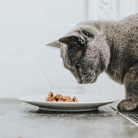a grey cat eating a small plate of wet cat food - food stock pictures, royalty-free photos & images