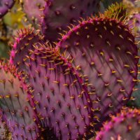a group of pink and purple desert cactus plant - garden decoration stock pictures, royalty-free photos & images