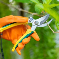a hand pruning trees with pruning shears. - garden decoration photos et images de collection