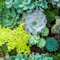 a high angle view of variety of succulent plants - garden decoration stock pictures, royalty-free photos & images