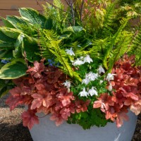 a large planter with mixed perennial foliage plants - garden decoration stock pictures, royalty-free photos & images
