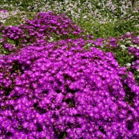 a mantle of delosperma cooperi in spring - garden decoration stock pictures, royalty-free photos & images