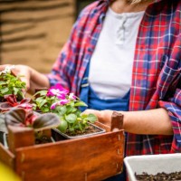 a mature woman plants flowers in her yard. - garden decoration stock pictures, royalty-free photos & images
