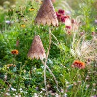 a pretty garden feature of two metal brown mushrooms in an english country garden - garden decoration stock pictures, royalty-free photos & images