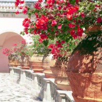 a row of large terracotta pots filled with vibrant red flowers in a sunny mediterranean garden. - garden decoration stock pictures, royalty-free photos & images