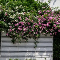 a street facade ornated with climbing roses. - garden decoration stock pictures, royalty-free photos & images