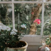 a stylish greenhouse containing established, and healthy potted plants - garden decoration stock pictures, royalty-free photos & images