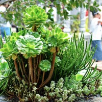 a succulent plant in dali ji zhao nunnery - garden decoration stock pictures, royalty-free photos & images