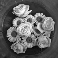 a touch of white - garden decoration stock pictures, royalty-free photos & images