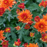 a variety of orange color chrysanthemum flowers - garden decoration stock pictures, royalty-free photos & images