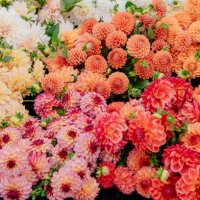 a vibrant display of assorted dahlias in full bloom with a mix of orange, pink, and white colors - garden decoration stock pictures, royalty-free photos & images