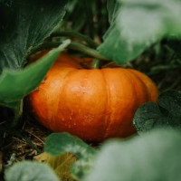 a vibrant orange pumpkin nestled among green leaves in a garden during the autumn harvest season - garden decoration stock pictures, royalty-free photos & images