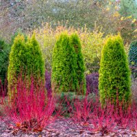 a winter garden planting of thuja occidentalis evergreen trees with cornus alba 'westonbirt', dogwood red stems - garden decoration stock pictures, royalty-free photos & images