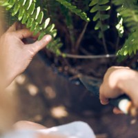 a woman plants a nephrolepis fern. - garden decoration stock pictures, royalty-free photos & images