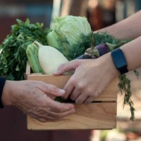 a wooden box with farm vegetables in the hands of a man and a woman, close-up. vegetarianism, healthy eating, autumn harvest. - food stock pictures, royalty-free photos & images