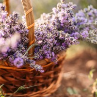 a woven basket filled with purple lavender - garden decoration stock pictures, royalty-free photos & images