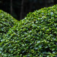 abstract garden - garden decoration stock pictures, royalty-free photos & images