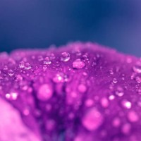abstract macro dew drop water on purple petal pansies flower on blue background - garden decoration stockfoto's en -beelden