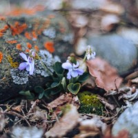 abstract macro purple petal pansies flower, forest viola on on the rock stones background - garden decoration stock pictures, royalty-free photos & images