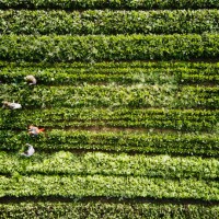 aerial shot of farmers harvesting organic kale in farm field on fall morning - food photos et images de collection