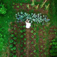 aerial top down view of man working in vegetable garden - food stock pictures, royalty-free photos & images