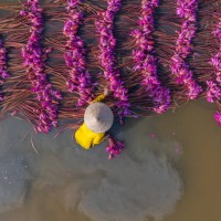 aerial view of rural women in moc hoa district, long an province, mekong delta are harvesting water lilies. - garden decoration stock pictures, royalty-free photos & images